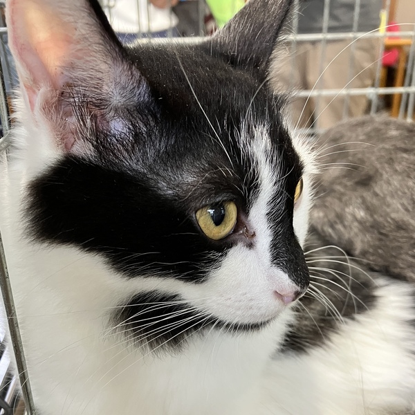 猫の譲渡会＆相談会（2025年9月20日）