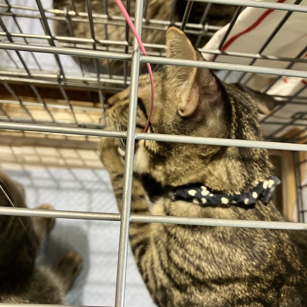 猫の譲渡会＆相談会（2025年9月20日）