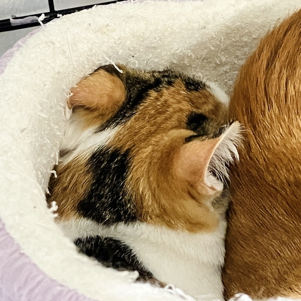 猫の譲渡会＆相談会（2025年9月20日）