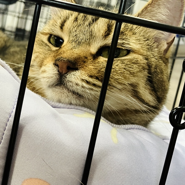 猫の譲渡会＆相談会（2025年9月20日）