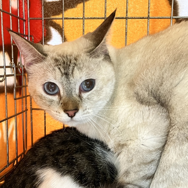 猫の譲渡会＆相談会（2025年9月20日）