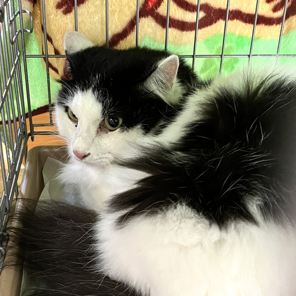 猫の譲渡会＆相談会（2025年9月20日）