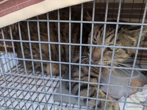 TNR - 2025年8月30日（中村区）