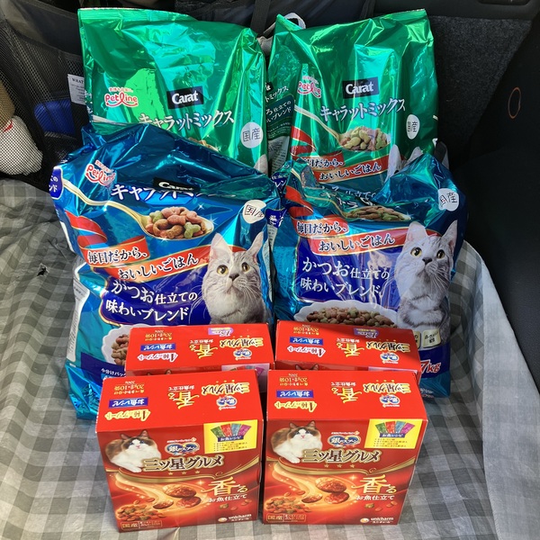 猫の譲渡会&相談会(2025年11月22日)