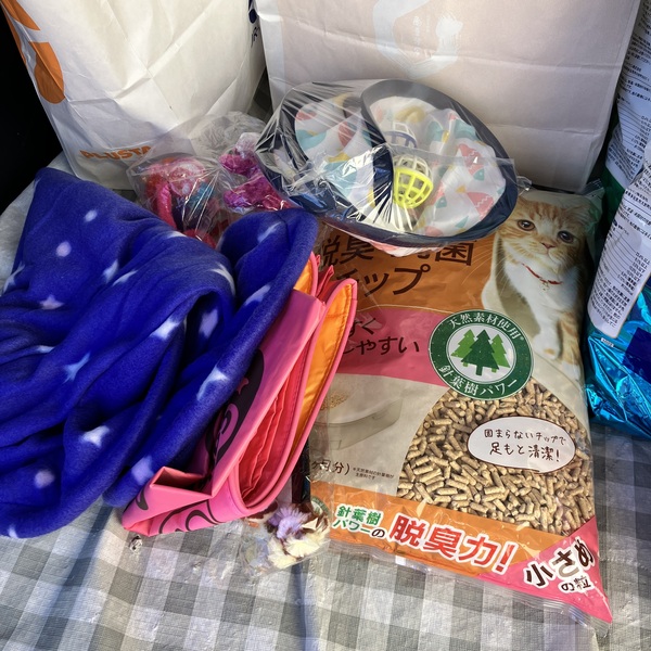 猫の譲渡会&相談会(2025年11月22日)