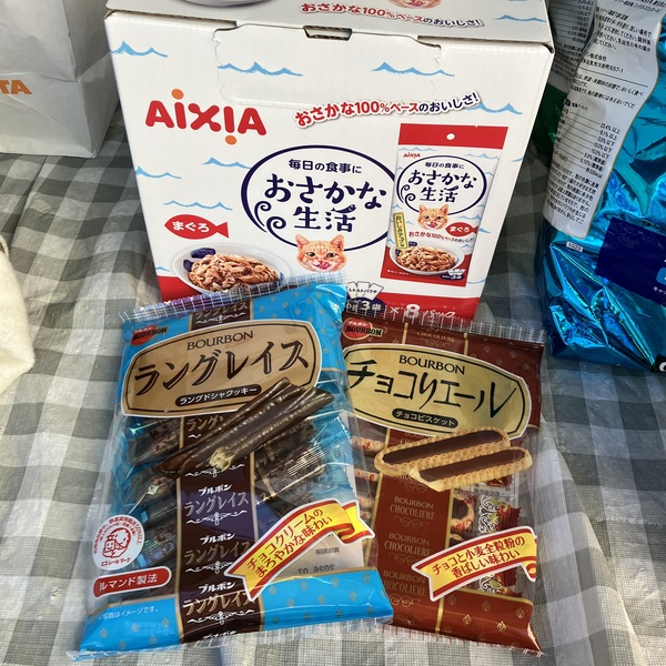 猫の譲渡会&相談会(2025年11月22日)