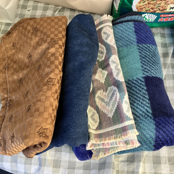 猫の譲渡会&相談会(2025年11月22日)