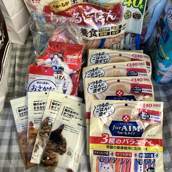 猫の譲渡会&相談会(2025年11月22日)