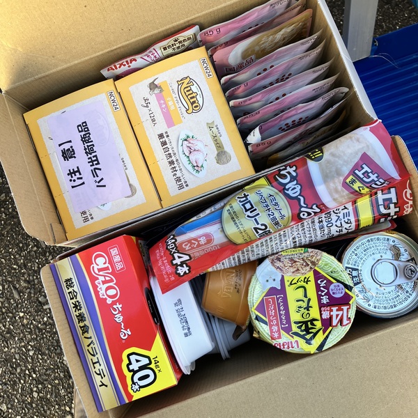 猫の譲渡会&相談会(2025年11月22日)