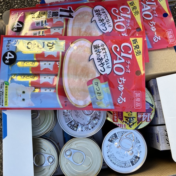 猫の譲渡会&相談会(2025年11月22日)