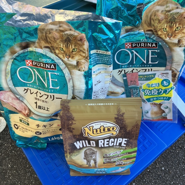 猫の譲渡会&相談会(2025年11月22日)