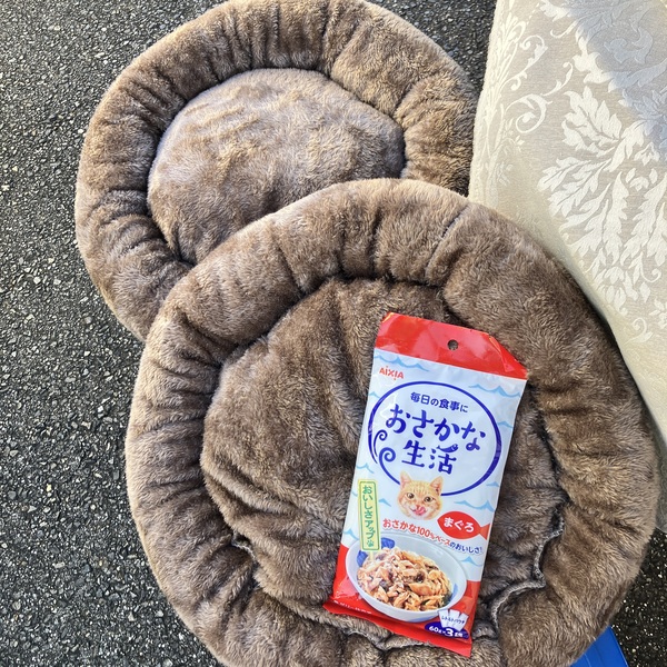 猫の譲渡会&相談会(2025年11月22日)