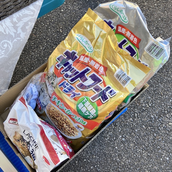 猫の譲渡会&相談会(2025年11月22日)