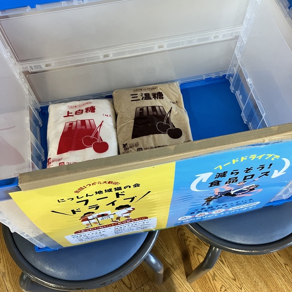 猫の譲渡会&相談会(2025年11月22日)