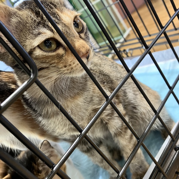 猫の譲渡会&相談会(2025年11月22日)