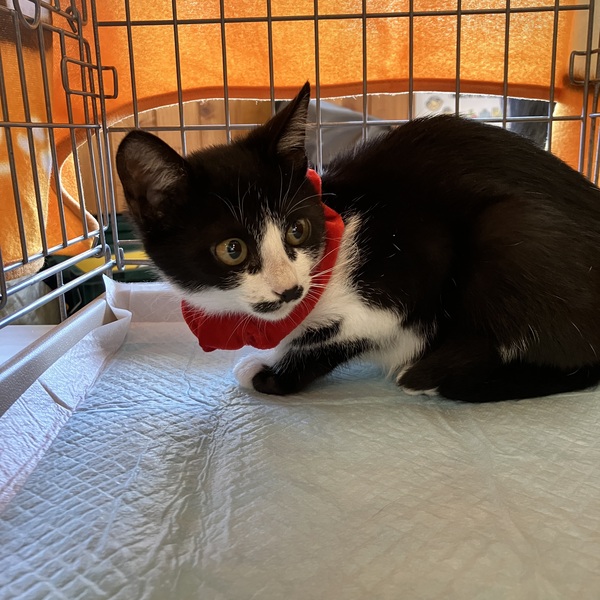 猫の譲渡会&相談会(2025年11月22日)