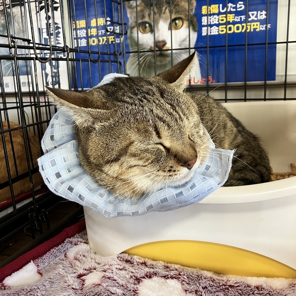 猫の譲渡会&相談会(2025年11月22日)