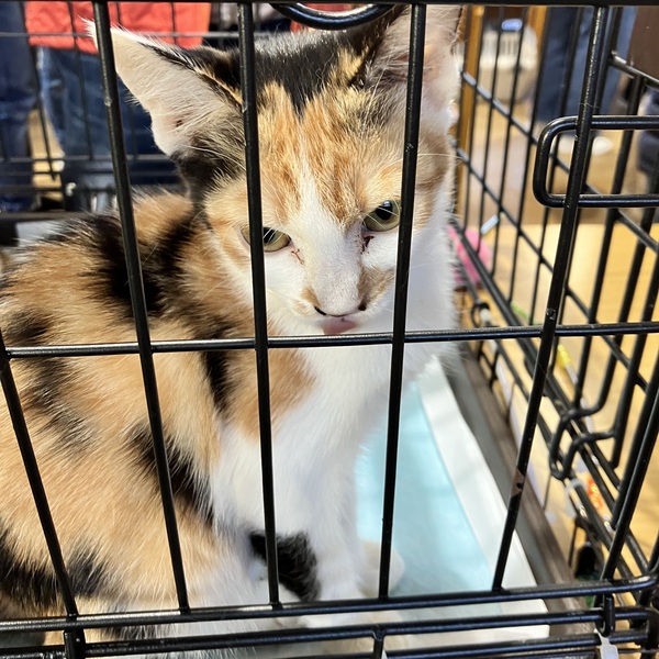 猫の譲渡会&相談会(2025年11月22日)