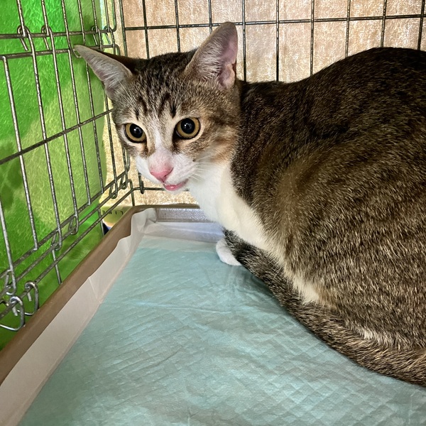 猫の譲渡会&相談会(2025年11月22日)