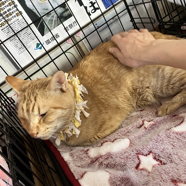 猫の譲渡会&相談会(2025年11月22日)