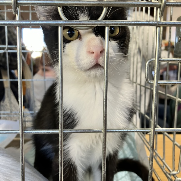 猫の譲渡会&相談会(2025年11月22日)