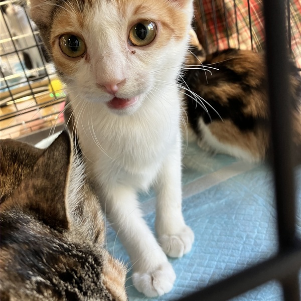 猫の譲渡会&相談会(2025年11月22日)