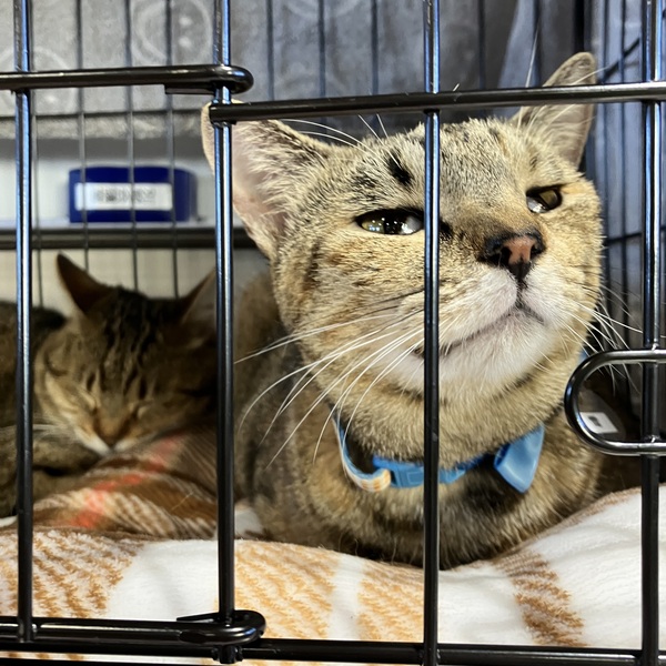 猫の譲渡会&相談会(2025年11月22日)