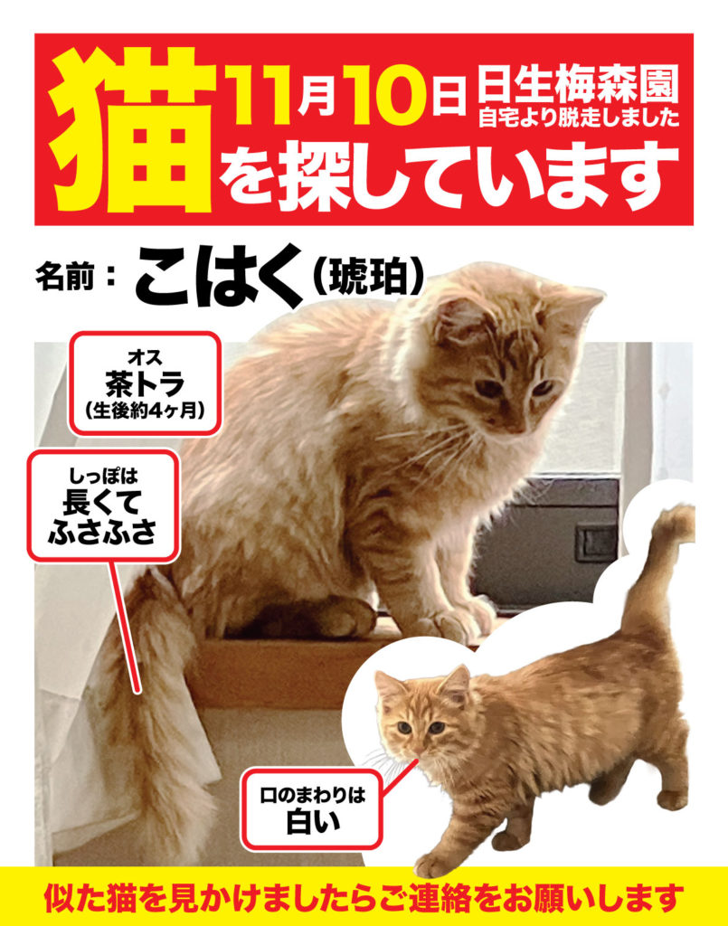 迷子の琥珀(こはく)ちゃん