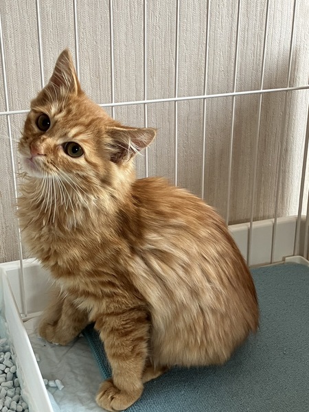 迷子の琥珀(こはく)ちゃん