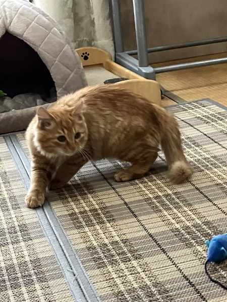 迷子の琥珀(こはく)ちゃん