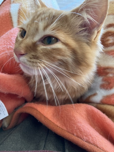 迷子の琥珀(こはく)ちゃん