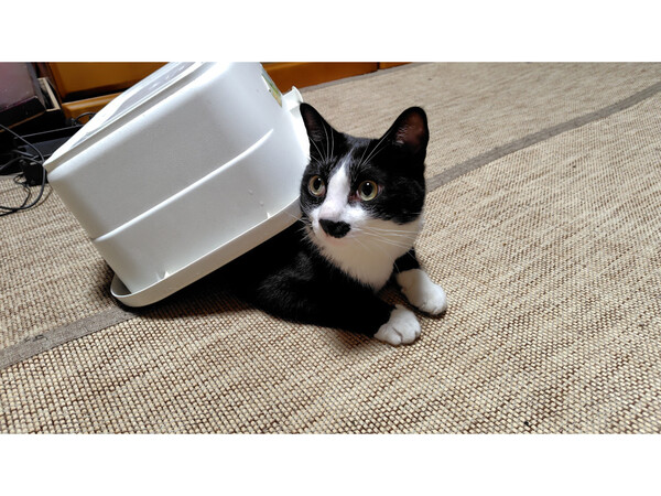 迷子のみっちゃん