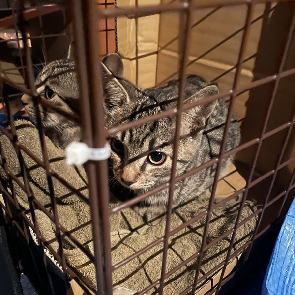 岩崎町:保護(オス3匹)