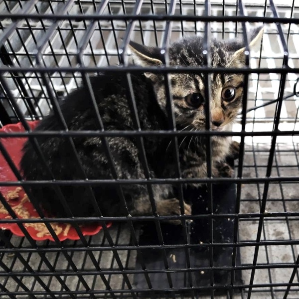 香久山:保護(オス1匹)