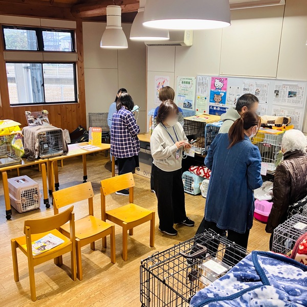 猫の譲渡会&相談会(2025年11月22日)
