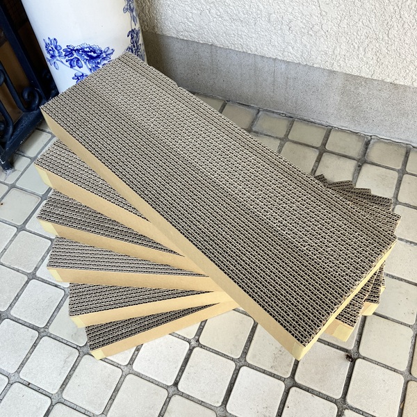 猫の譲渡会&相談会(2025年11月22日)