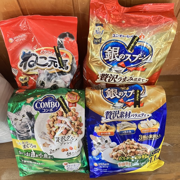 猫の譲渡会&相談会(2025年11月22日)