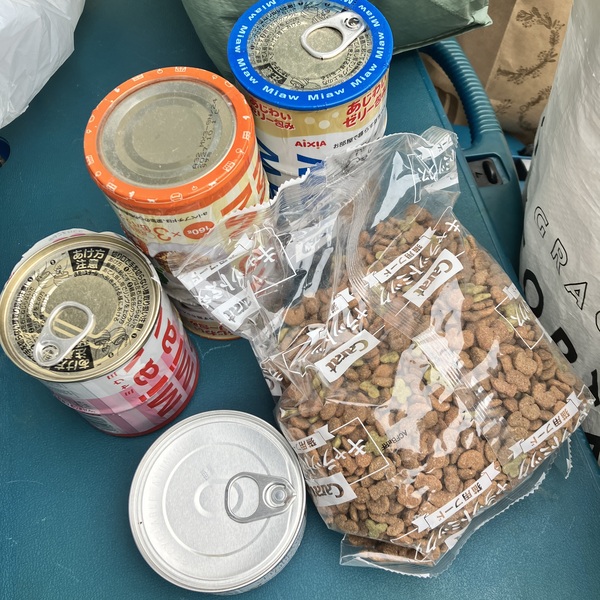 猫の譲渡会&相談会(2025年11月22日)