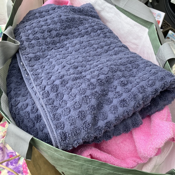 猫の譲渡会&相談会(2025年11月22日)