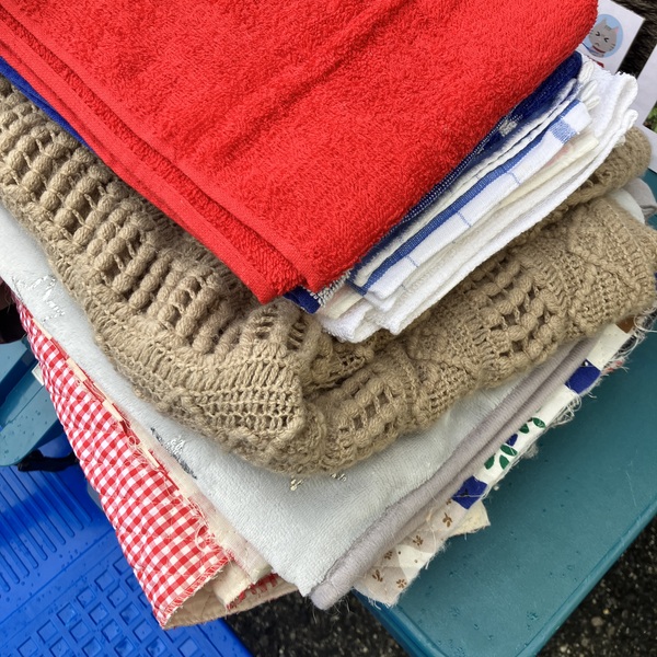 猫の譲渡会&相談会(2025年11月22日)