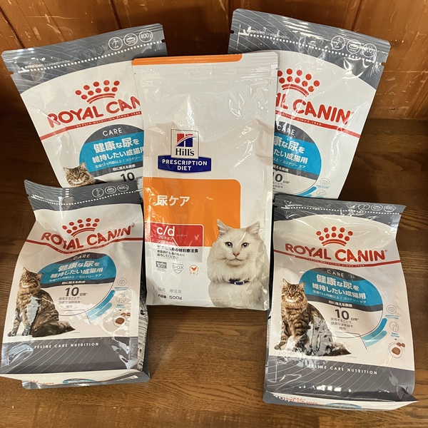 猫の譲渡会&相談会(2025年11月22日)