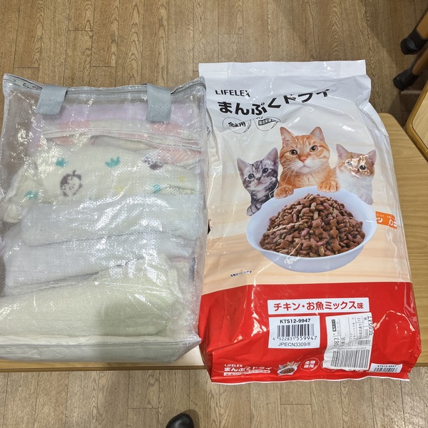 猫の譲渡会&相談会(2025年11月22日)