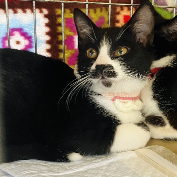 猫の譲渡会&相談会(2025年11月22日)