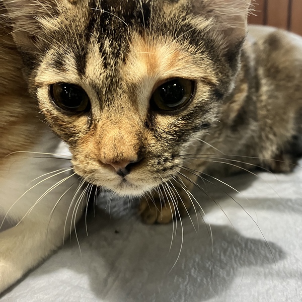 猫の譲渡会&相談会(2025年11月22日)