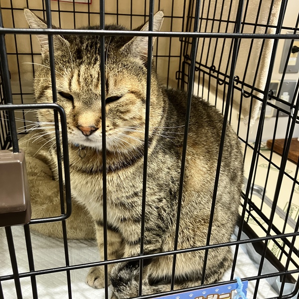 猫の譲渡会&相談会(2025年11月22日)