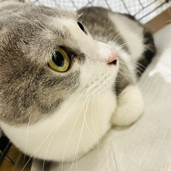 猫の譲渡会&相談会(2025年11月22日)