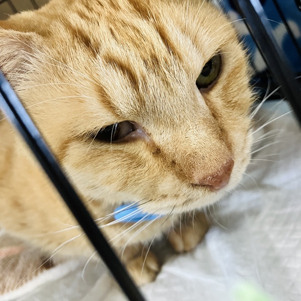 猫の譲渡会&相談会(2025年11月22日)