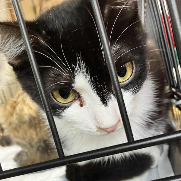 猫の譲渡会&相談会(2025年11月22日)