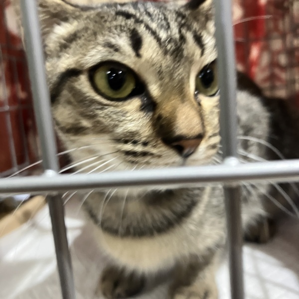 猫の譲渡会&相談会(2025年11月22日)