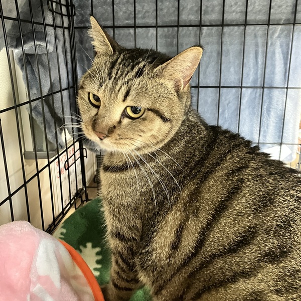 猫の譲渡会&相談会(2025年11月22日)